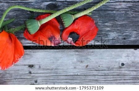 Flowers fram with Poppy  flowers. Flowers composition.  Mock up with plants. Flat lay with Flowers on wooden table. Copyspace for text.