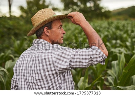 Back view of mature rancher touching hat and looking away while standing in green corn field on summer day