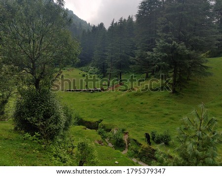 Fallen tree in grassland with cow herd in long distance, green grass in Himachal pradesh, India in Rainy Season