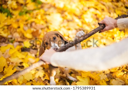 Play with a beagle dog in the autumn park. Yellow foliage in the background
