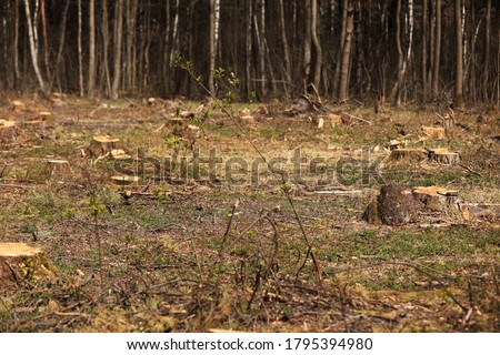 The picture after felling is a lot of stumps of coniferous trees remaining in the ground. stumps after illegal felling. selective focus