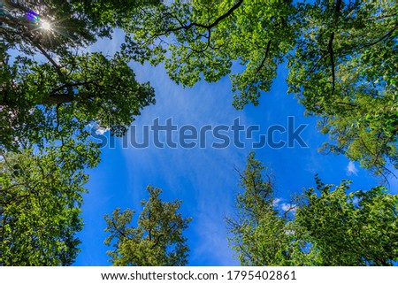 Frame green tree branches against the blue sky. Natural nature trees and blue sky. Copy space. Tree branch. Royalty-Free Stock Photo #1795402861