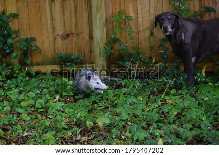 A labrador is not sure about a large possum in the backyard in a wildland-urban interface setting.