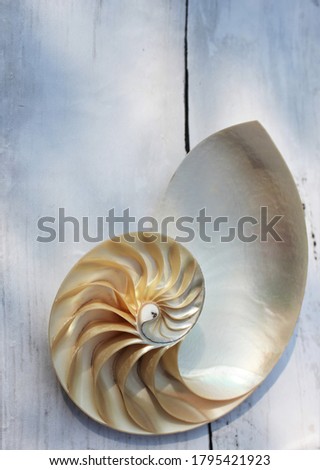 Nautilus shell with copy space concrete stone background cross section symmetry Fibonacci spiral sequence