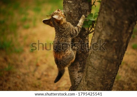 Tabby kitten hunt on a tree. Portrait of an domestic cat.