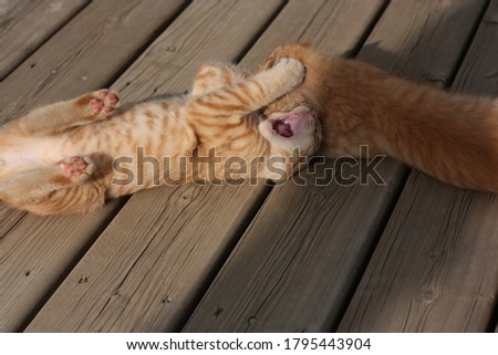 Two ginger tabby cats wrestling. One has his mouth open