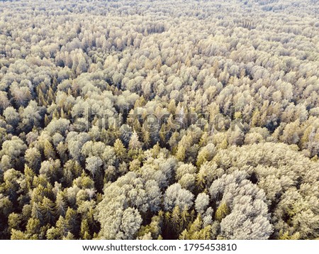 summer green dense forest aerial photography.