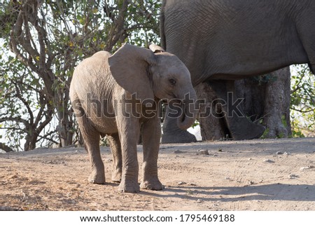 side way view of young elephant standing with sunlight shining off its back with the big mother cow in the background