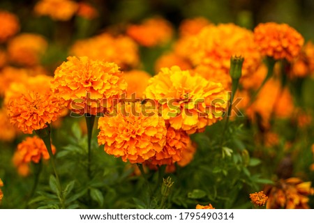 Field of orange marigold flowers.                      Royalty-Free Stock Photo #1795490314