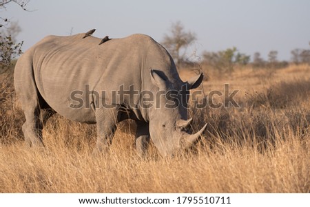 Endangered White Rhino standing feeding face down in the dry grass with two red billed oxpeckers on the back of the rhinoceros