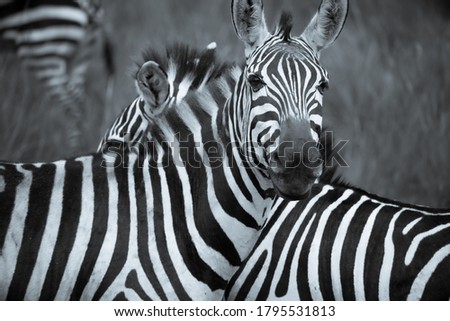 Black and white close up photo of zebra face looking at camera in Masai Mara National Reserve, Kenya, Africa