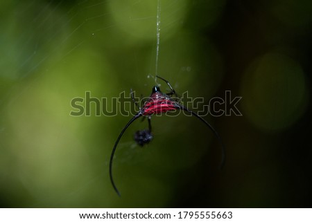 Cruel Red Buffalo Horn Spider