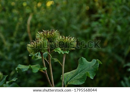 Prickles of a burdock. Picture for pharmacies. Medicinal weed. Nature near us. The plant used in folk medicine.Drug plant shovel large (Arctium lappa)