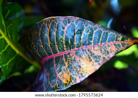 Beautiful picture of plant leaf for wallpaper