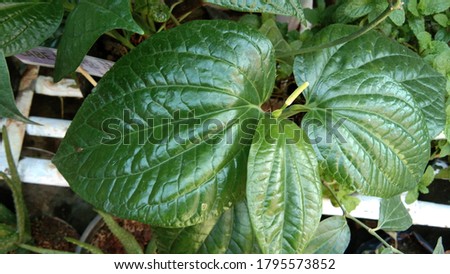beautiful leaf green flower photo background image 