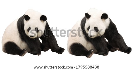Cute Pandas live in wild