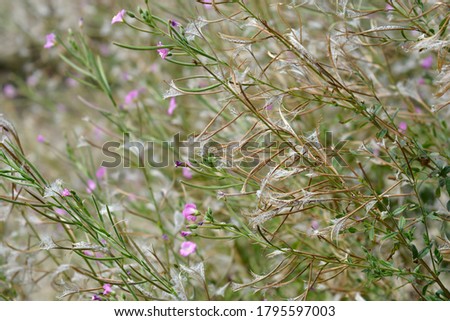 Great hairy willowherb flowers and seeds - Latin name - Epilobium hirsutum