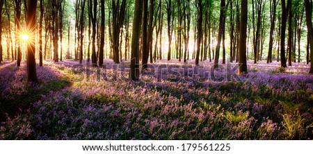 Long shadows in bluebell woods at sunrise Royalty-Free Stock Photo #179561225