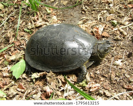 Turtle in the forest near the pond