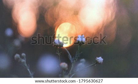 Close-up of wild flowers on blurred background with bokeh. Concept. Delicate closed buds of wild flowers background of blurred bokeh lights