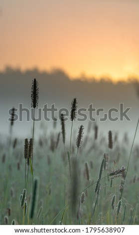 Close-up with field of flowers during early morning sunrise with fog