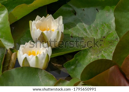a close up view of the american white water lily with blossoming flowers 