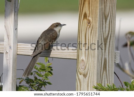 Black-billed Cuckoo, Coccyzus erythropthalmus, at Stone Harbor, New Jersey, USA Royalty-Free Stock Photo #1795651744
