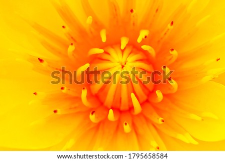  close up of yellow lotus flowers