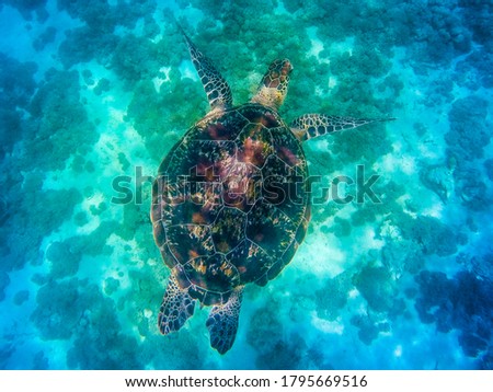 Komodo national park, Indonesia- February 2020: Sea turtle in the sea of  Komodo National Park