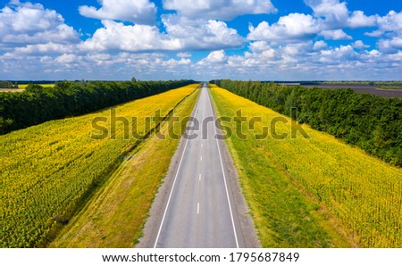 aerial photography of a straight road that goes over the horizon on the side of which sunflowers grow