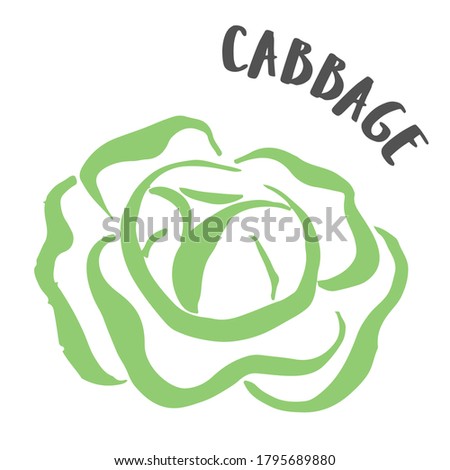 Cabbage drawing hand painted with ink brush isolated on white background. Vector illustration