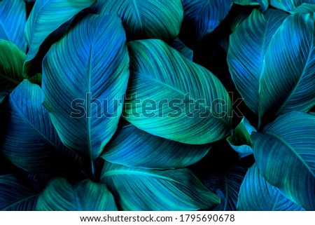 closeup nature view of green leaf in garden, dark tone nature background, tropical leaf Royalty-Free Stock Photo #1795690678