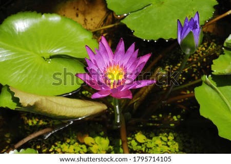 Close-up of the pollen purple lotus flowers blooming with green leave as the background in the park,Ideal for use in the design fairly.