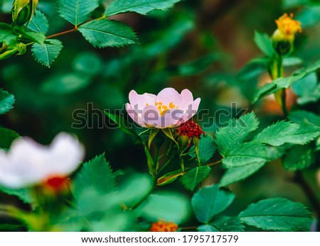 closeup of pink  Rosa canina (binomial name) , dog rose or rosehip flower Royalty-Free Stock Photo #1795717579