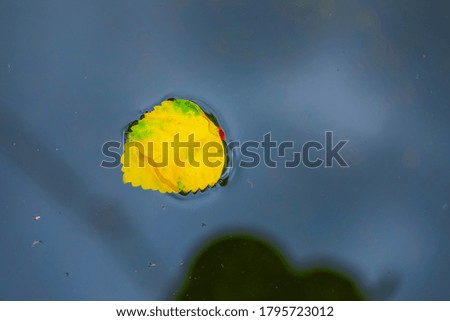 Yellow leaf in water, floating autumn yellow leaf