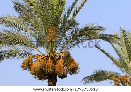 Date palms on a cloudy sky background
