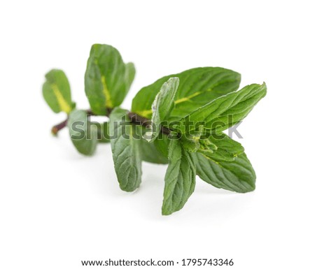 Branch of fresh mint isolated on a white background.