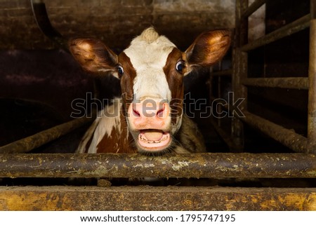 Funny and happy cute baby calf, funny photo great for use with wow memes. Funny shootof wondering orange calf in farm. 2021 Royalty-Free Stock Photo #1795747195