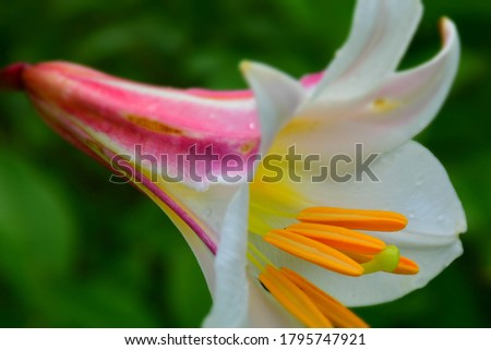 Trumpet lily blooming in the garden. Stock Photo