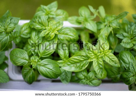 Close up of fresh basil herb in a garden Royalty-Free Stock Photo #1795750366