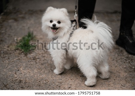 Pomeranian puppy on the street