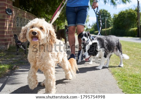 Close up of cockapoo pet dog being walked on suburban street with other dogs by male dog walker Royalty-Free Stock Photo #1795754998