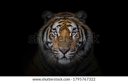 Portrait of tiger on dark background.