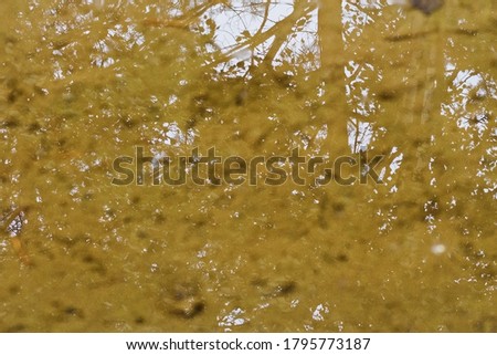 Natural background. Trees are reflected on the surface of the water in a forest puddle.