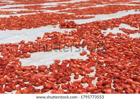 dried tomatoes, often used as appetizers and pizza ingredients