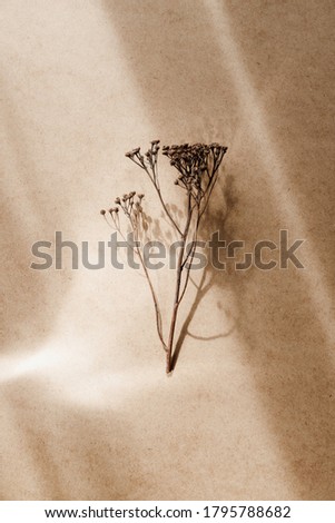 Abstract creative minimal composition with a dry grass over kraft paper. 