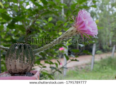 Big Pink Flower cactus on plant