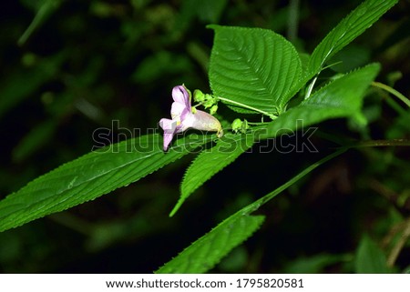 Beautiful picture of pink flower and green leaf
