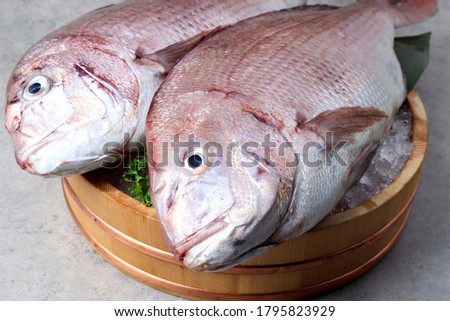 Bright red Japanese fish or Madai on a gray stone floor with ice. Royalty-Free Stock Photo #1795823929