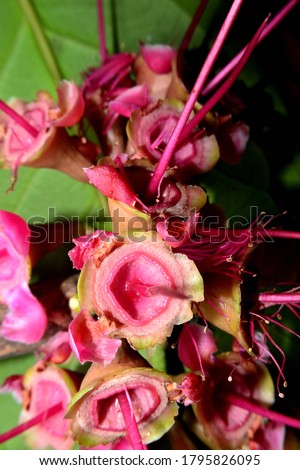 Its common names include red watery rose apple flower